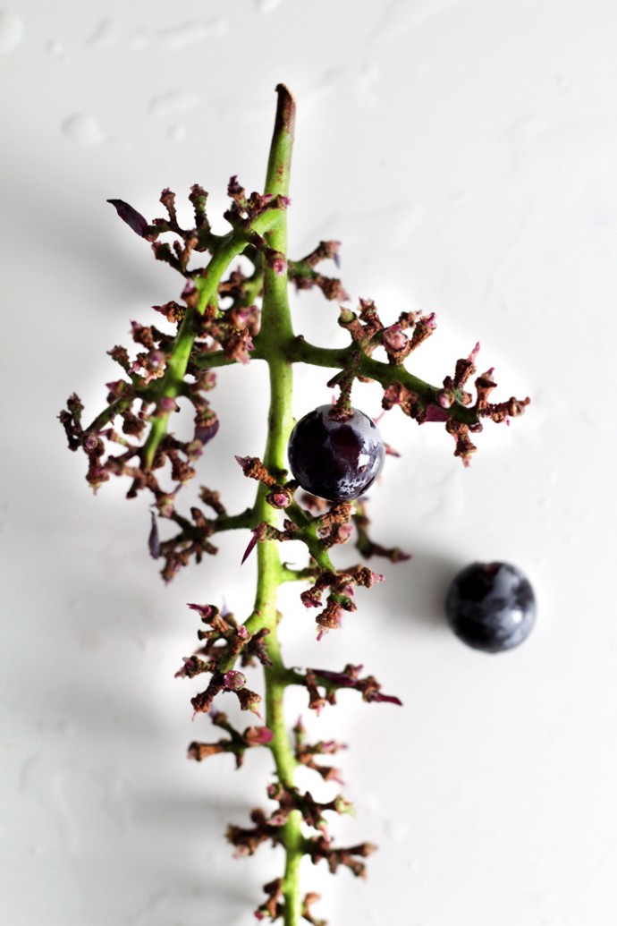 FROZEN GRAPES DAIQUIRI Lady and Pups