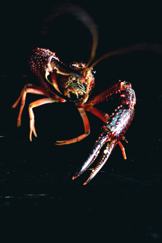 mala-butter-crayfish12