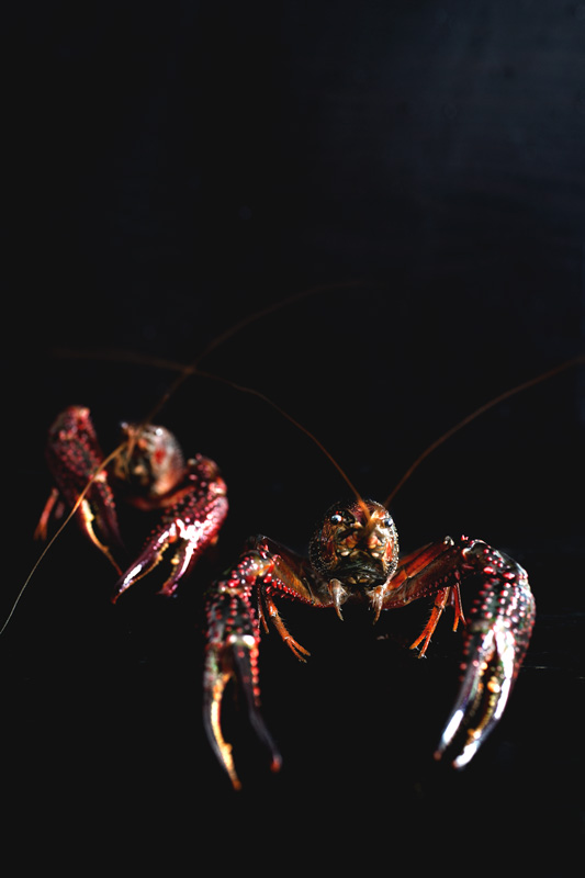 mala-butter-crayfish27